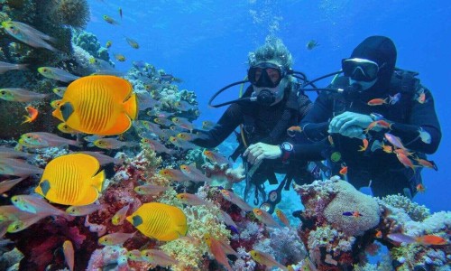 Scuba divers couple near beautiful coral reef surrounded with shoal of coral fish and three yellow butterfly fish